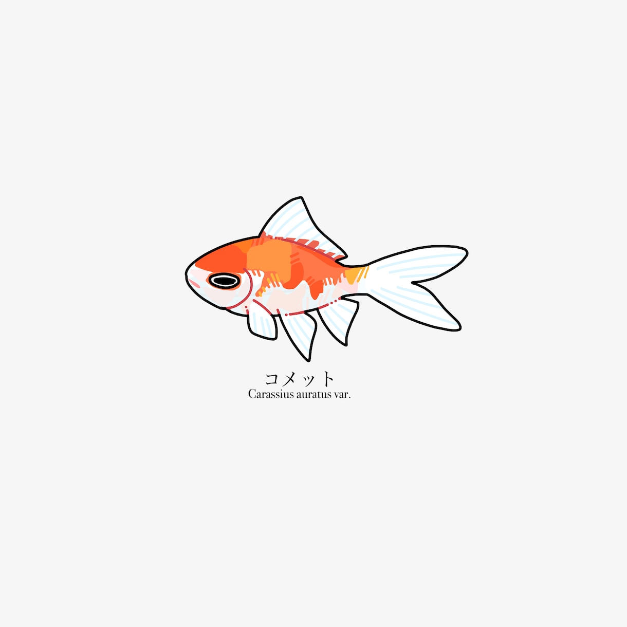 魚のイラストを作成します 魚好きがあなただけのお魚イラストを描きます イメージ2