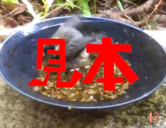 鳥の水浴び写真を提供します 野鳥の水浴びは見てて癒される気がします イメージ6