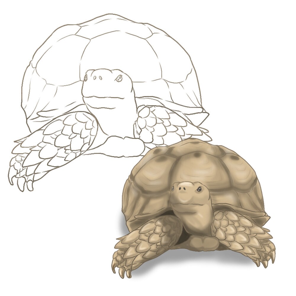 うちの子塗り絵お描きします ペットなどのお好きな動物を自分色で彩ってみませんか イメージ4