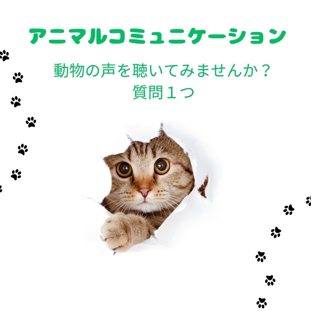 アニマルコミュニケーション♡動物さんとお話します ◆質問１つ◆動物さんの声を聞いてみませんか？ イメージ1