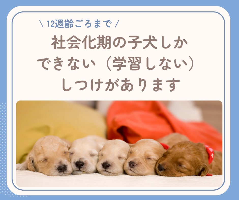 子犬期のしつけを4ヵ月齢まで継続サポートします 行動専門獣医師によるオーダーメイドのしつけ相談室です。 イメージ4
