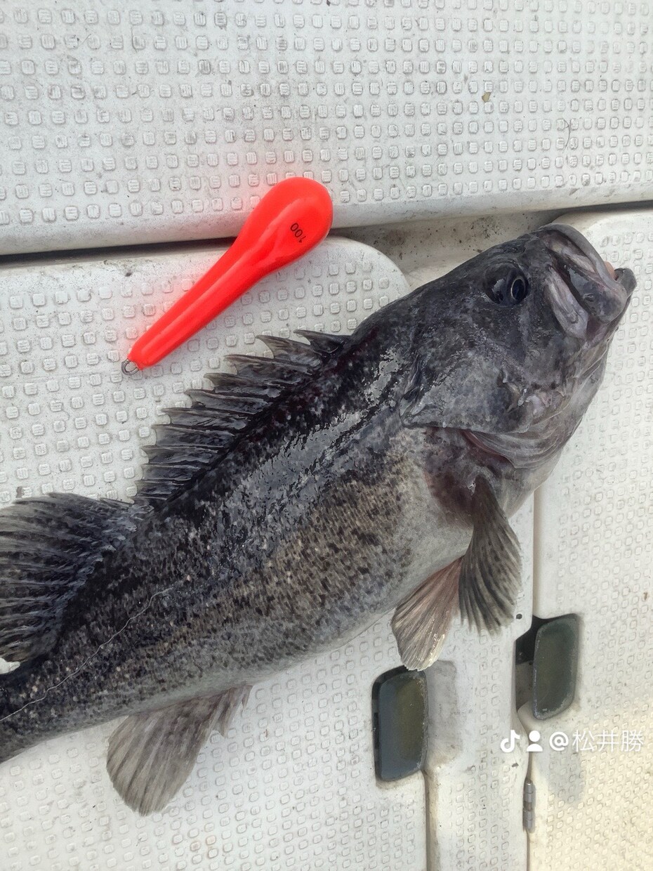 ボート釣りノウハウ教えます 釣り歴30年プレジャーボート乗ってます。 イメージ3