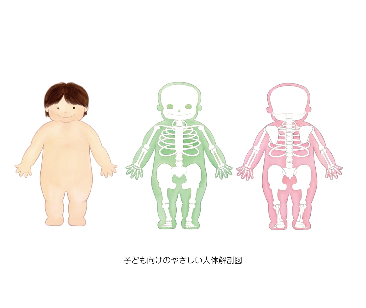分かりやすく優しい雰囲気の医療イラストを作成します フリー素材にはない専門的な病気説明・セミナー用パワポ資料に! イメージ3