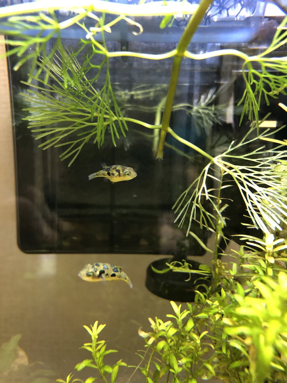水槽のある暮らし応援します ベタ、シュリンプ、熱帯魚、水草など初心者向け専門です イメージ4