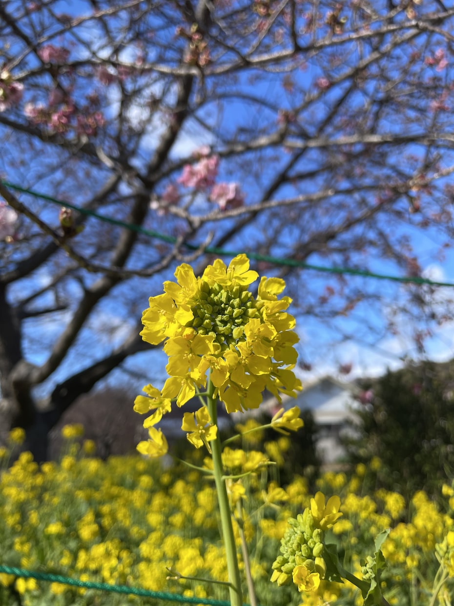 異性にモテるコツ教えます あなたの魅力UP、上手く相手に伝える事でモテる人になろう イメージ2