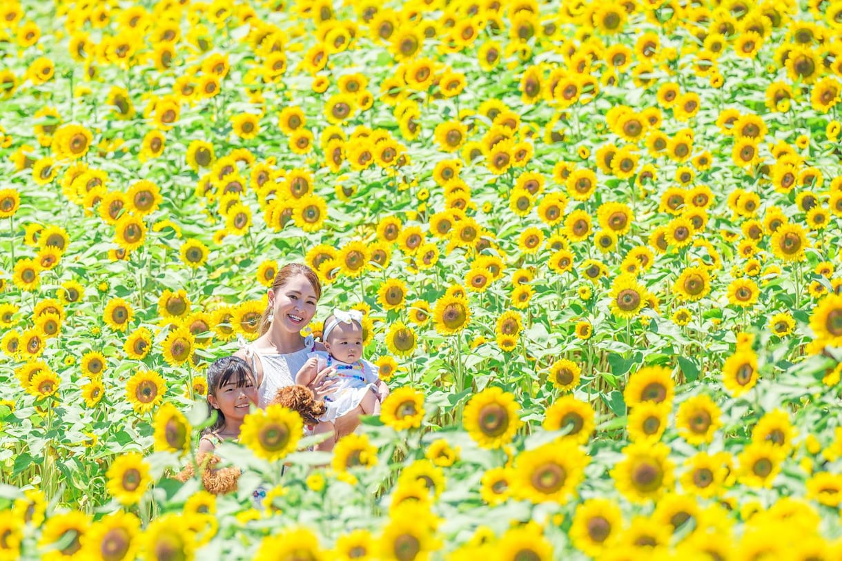 ファミリー向けに出張撮影をいたします 【関西】お花畑での撮影、七五三、お宮参りなど承ります。 イメージ1