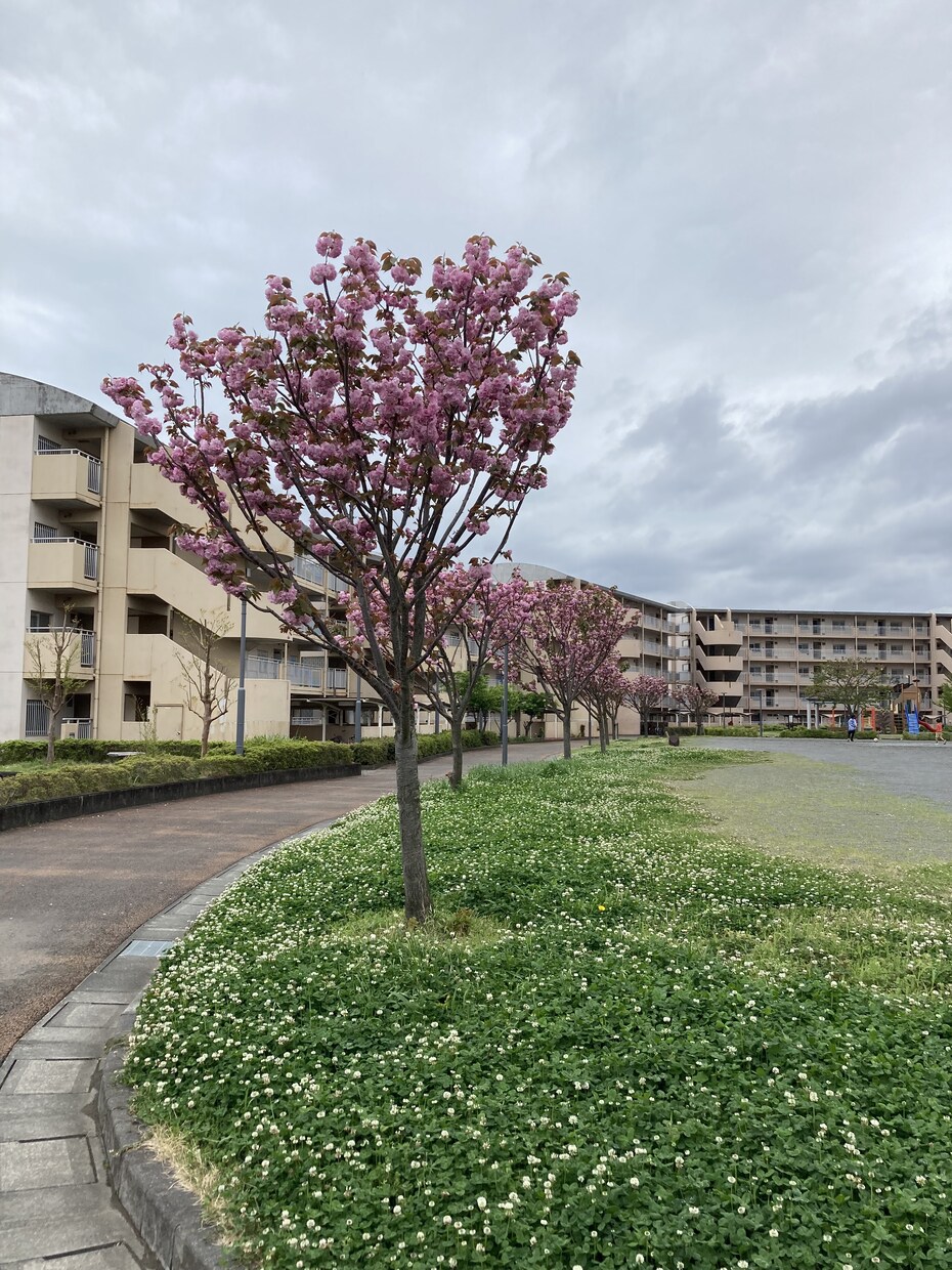 きれいなものをのせています 一見きれいなもの見ていやされる イメージ2