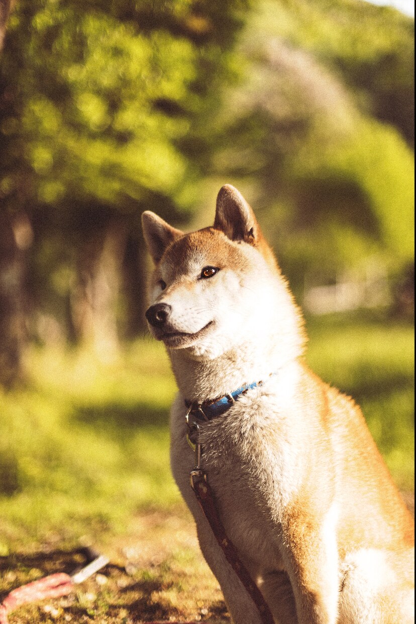 カメラの設定・撮影テク・写真編集教えます カメラを買ってみたあなたへ！貯めた知識全て教えます！ イメージ8