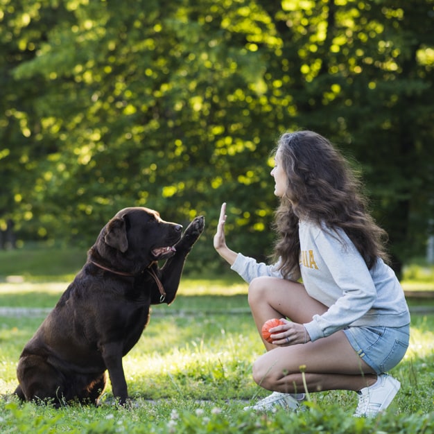愛犬のお困りごとを性格や状況などから解決いたします あなたの褒め方や、やり方は本当に愛犬と合っていますか？ イメージ4