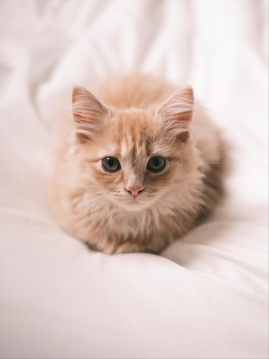 ペットの可愛い瞬間を出張撮影いたします 猫2匹と暮らすカメラマンがペットの記念撮影を行います！ イメージ3