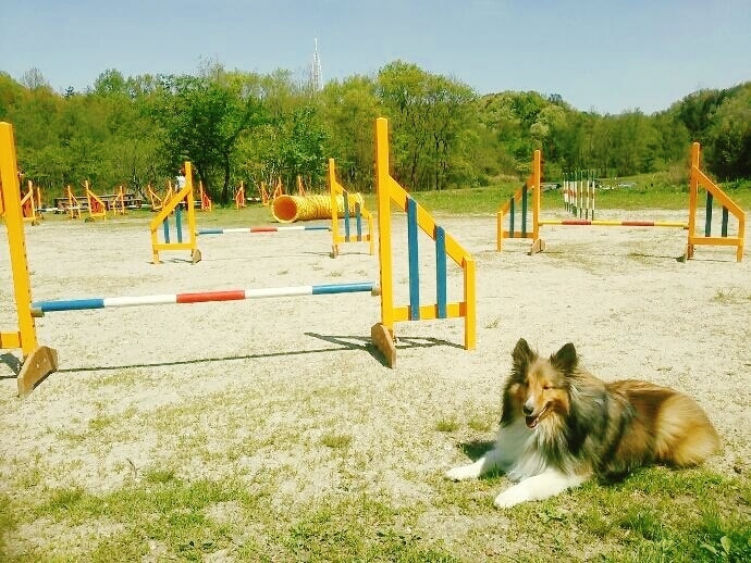 愛犬との関係で不安や疑問はありませんか？解決します 褒める訓練、警察犬の訓練など様々な経験があるため幅広く対応 イメージ2