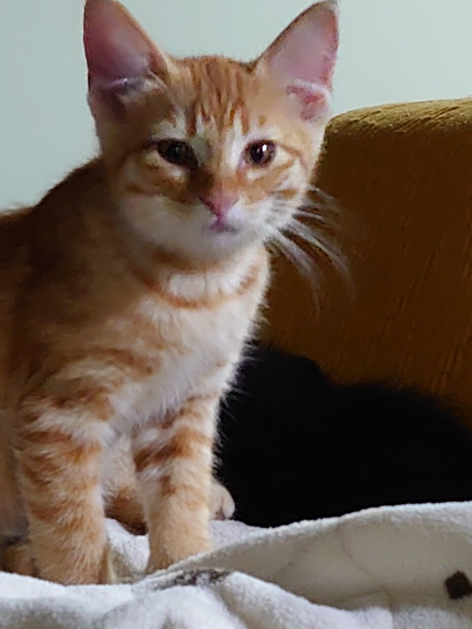 あなたの愛する愛猫愛犬の意識体又は魂と対話します チャネリングで≪マニマルソウルコンタクト≫彼らからの最高愛♥ イメージ5