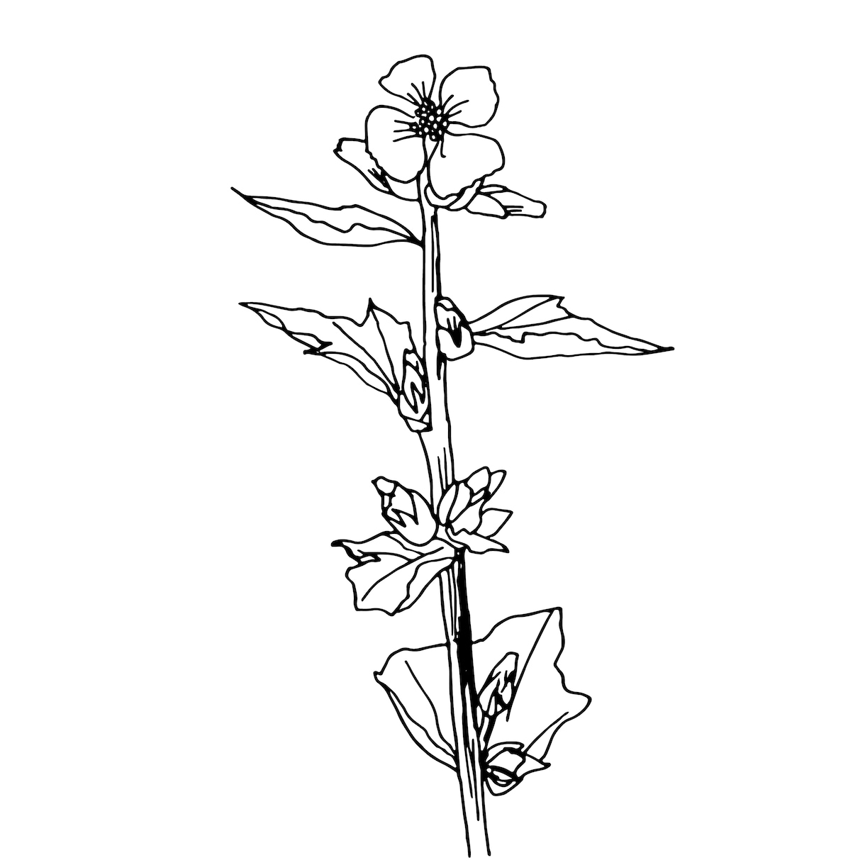 植物線画イラスト描きます 抜け感のあるリアルな植物の線画を描きます！ イメージ3