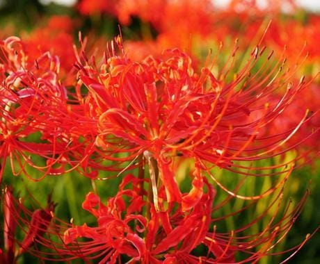 新月の夜に曼珠沙華のパワーをお届け致します 【第7回　スピリチュアル フラワー メディテーション】を実施 イメージ2