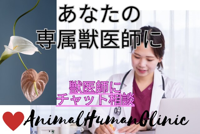 チャットで獣医師に相談できます いつでもどこでも気軽に獣医師チャット相談！ イメージ1