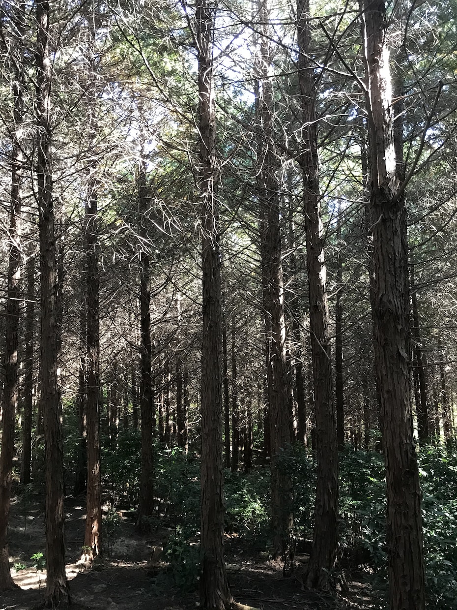 山口県とその周辺のスナップ写真を撮影します スマホで撮影した普通の写真が必要な方へ イメージ6