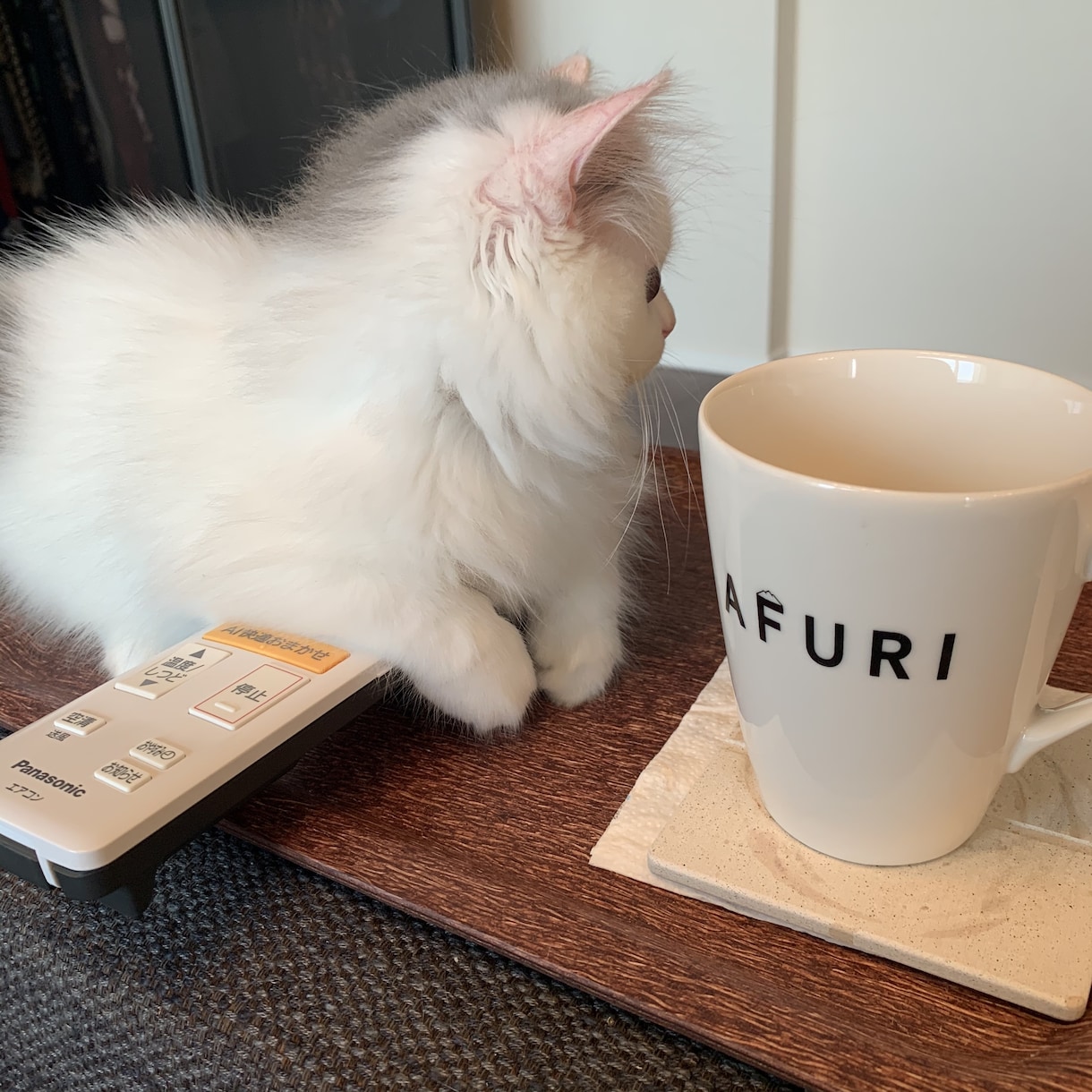 子猫(生後5ヶ月まで)の飼育質問にお答えします 「これって他の人はどうしてるんだろう、、？」の疑問に答えます イメージ3