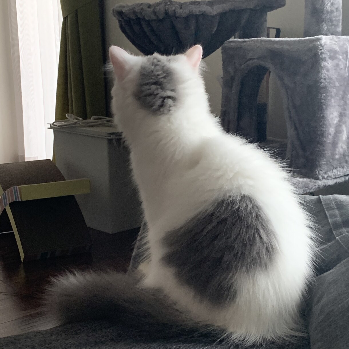 子猫(生後5ヶ月まで)の飼育質問にお答えします 「これって他の人はどうしてるんだろう、、？」の疑問に答えます イメージ2