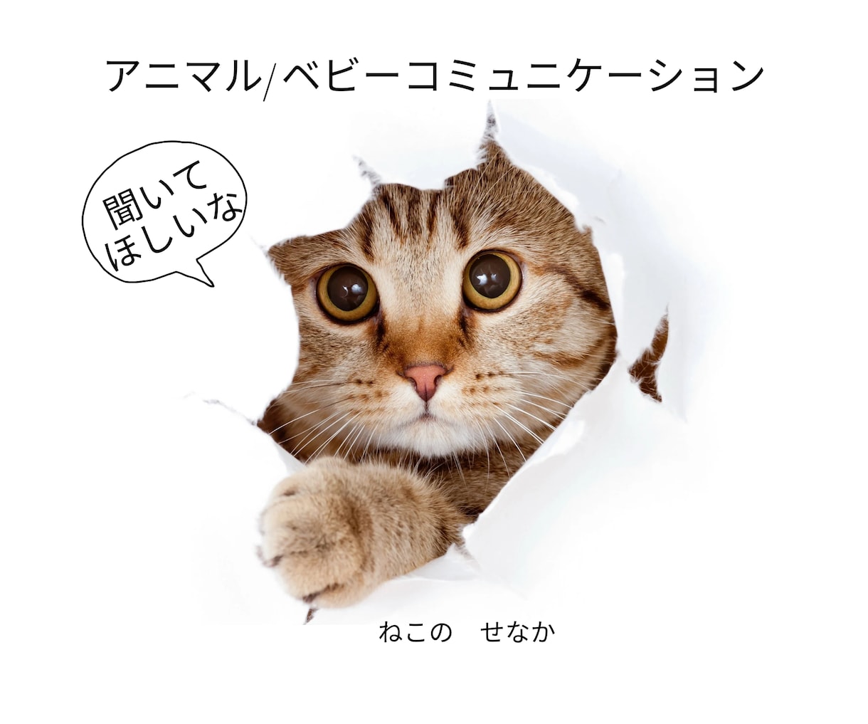 動物さんや赤ちゃんからのメッセージをお伝えします 一緒にいる動物さんの気持ちやメッセージが気になりませんか？ イメージ1
