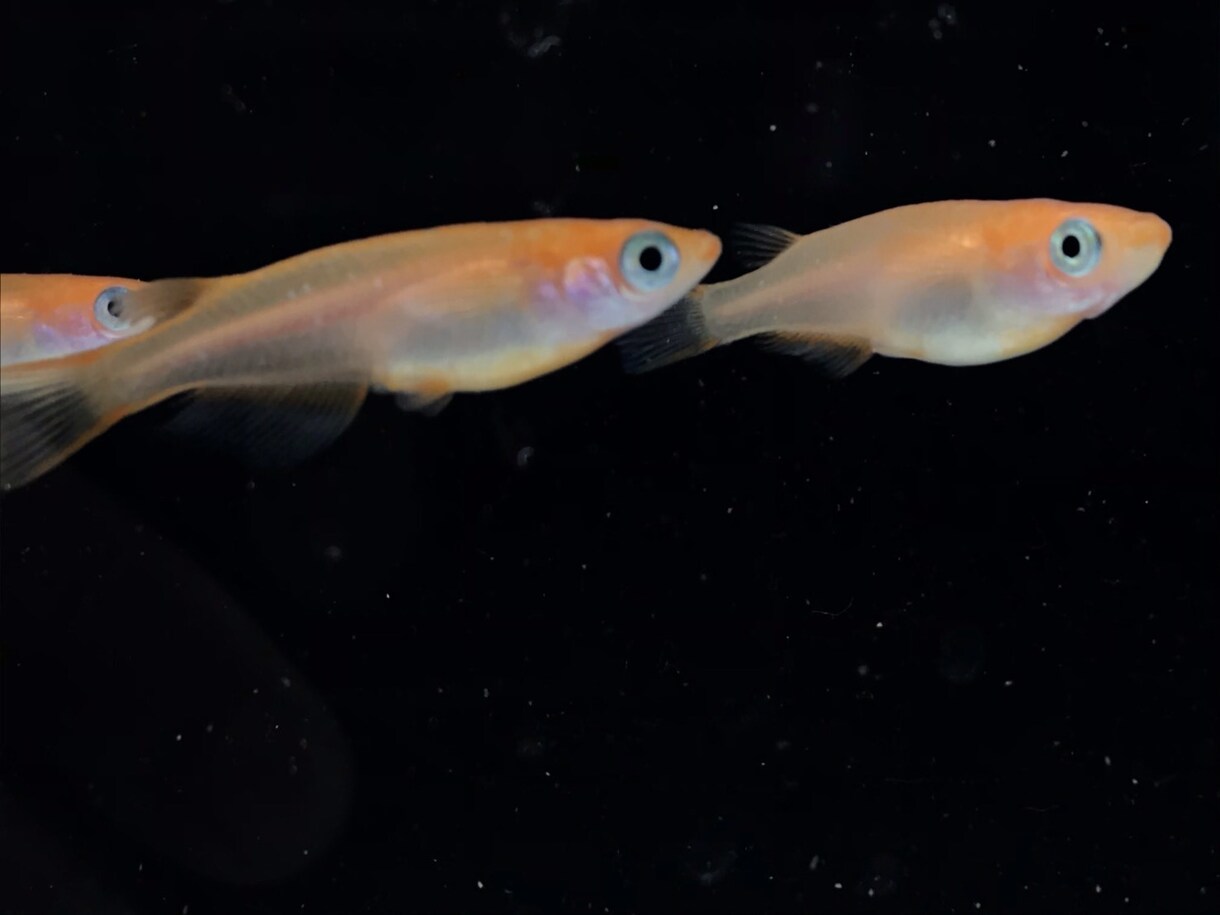 あなたのメダカに対する疑問にお答えします メダカの研究をしている大学院生が真摯にお答えします！！ イメージ2