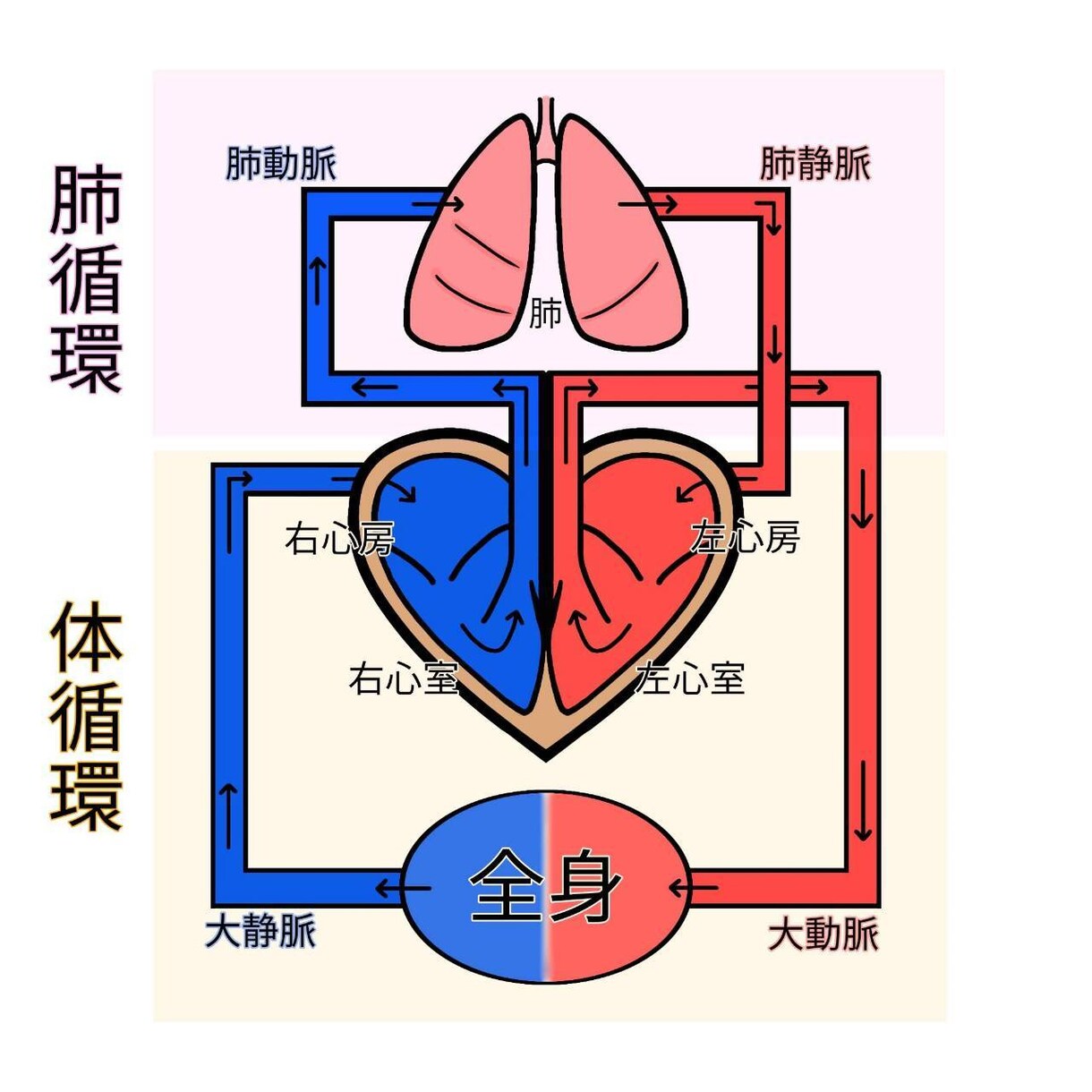 説明図、絵柄、描きます 解剖学、生理学、体についてのイラスト承ります！ イメージ2
