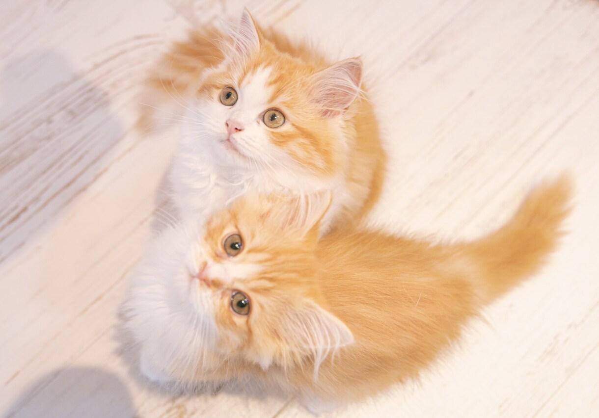 話してください❤︎3日間あなたの支えになります 〜あなたのペースでなんでもお話ください◡̈✨〜 イメージ3