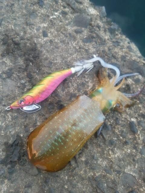 海ルアーフィッシングに興味ある方一から教えます やりたいけどわからないそこあなたにわかりやすく教えます イメージ2