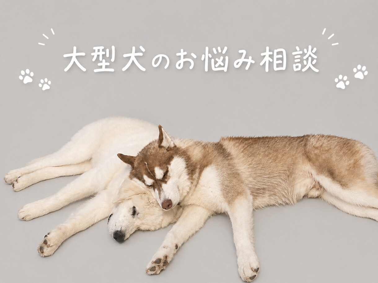超大型犬、大型犬のお悩み相談聞きます 資格を持ってない一般人だからこそ話せることもありませんか♪？ イメージ1