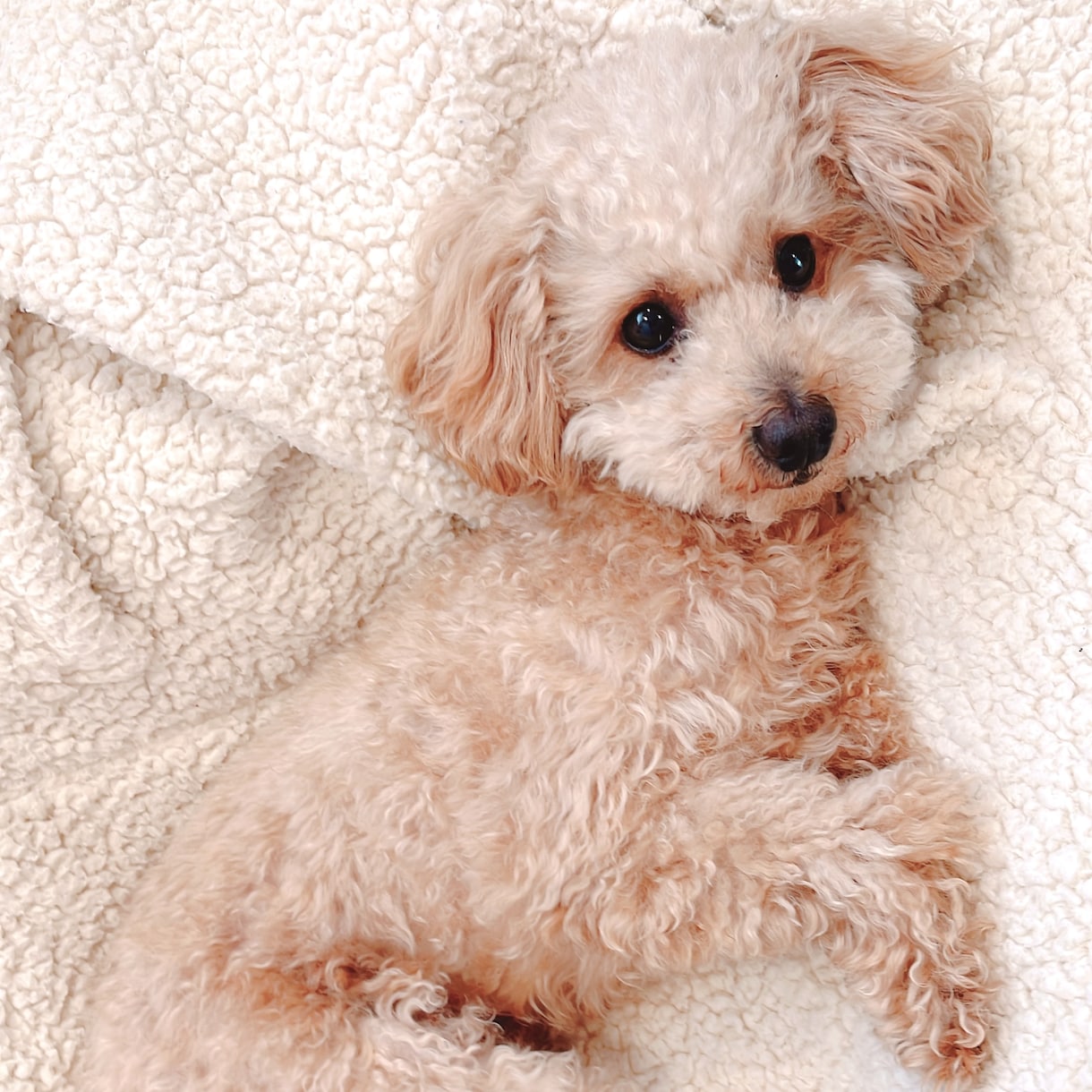 育犬ノイローゼ経験者が飼い主さんのお悩み聞きます 飼い主さんの心が軽くなるサポート/保護犬/わんこ初心者さん イメージ1