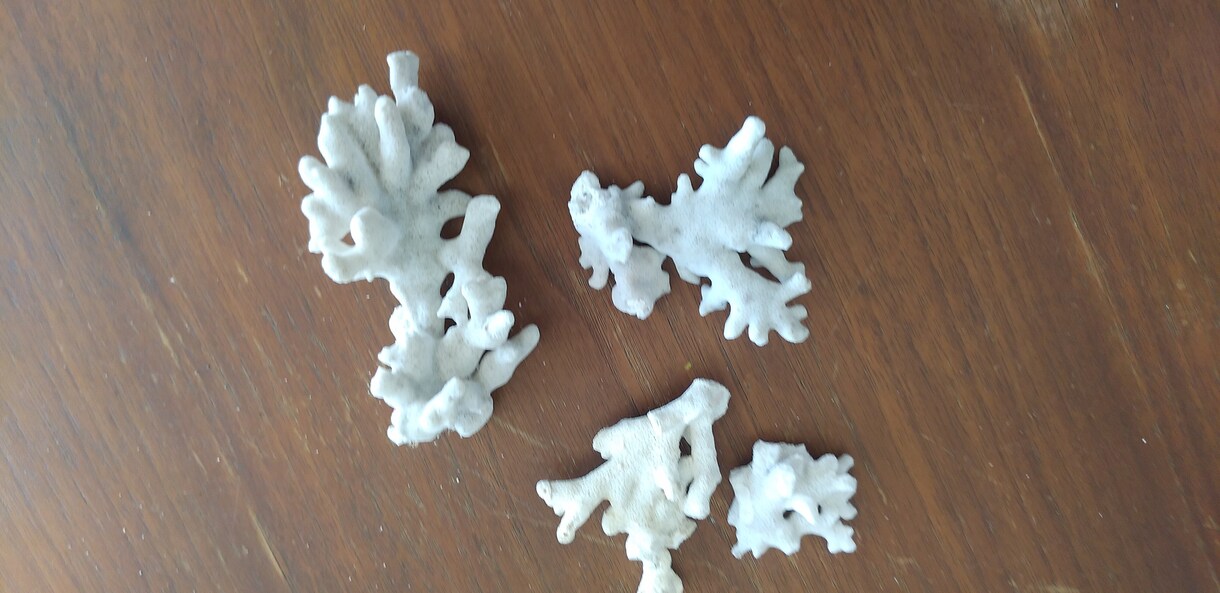 アクセサリー用に与論島のサンゴのかけらお譲りします 与論島ブルーの海で育ったサンゴのかけら(原型)お譲りします イメージ3