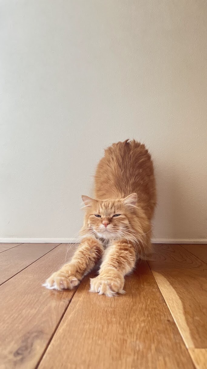 猫のプロが教える！スマホ撮影上達をサポートします 猫歴20匹×プロ18年の撮影添削 イメージ6