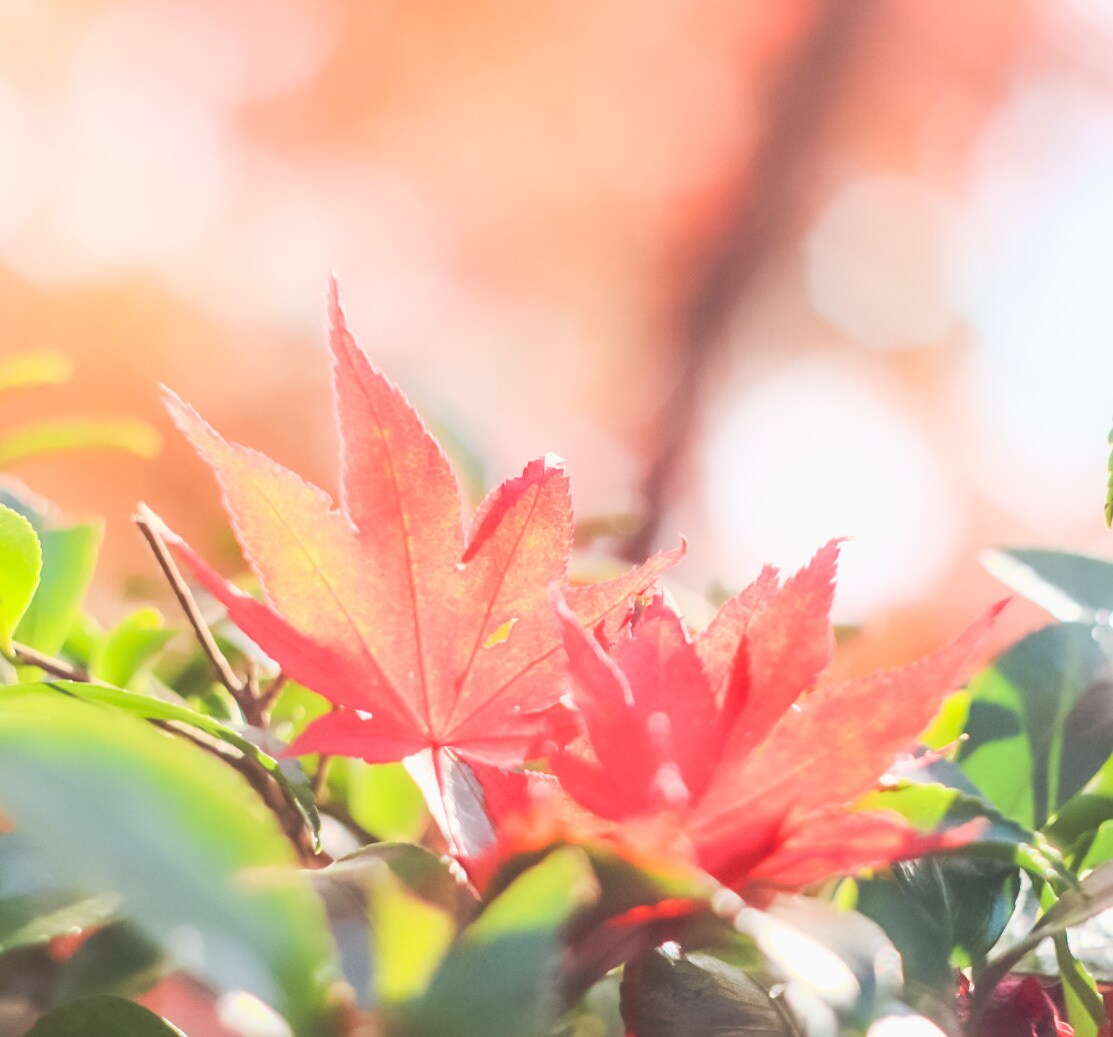 お花の写真撮影します お花の可愛さで暮らしを明るくしたい イメージ3