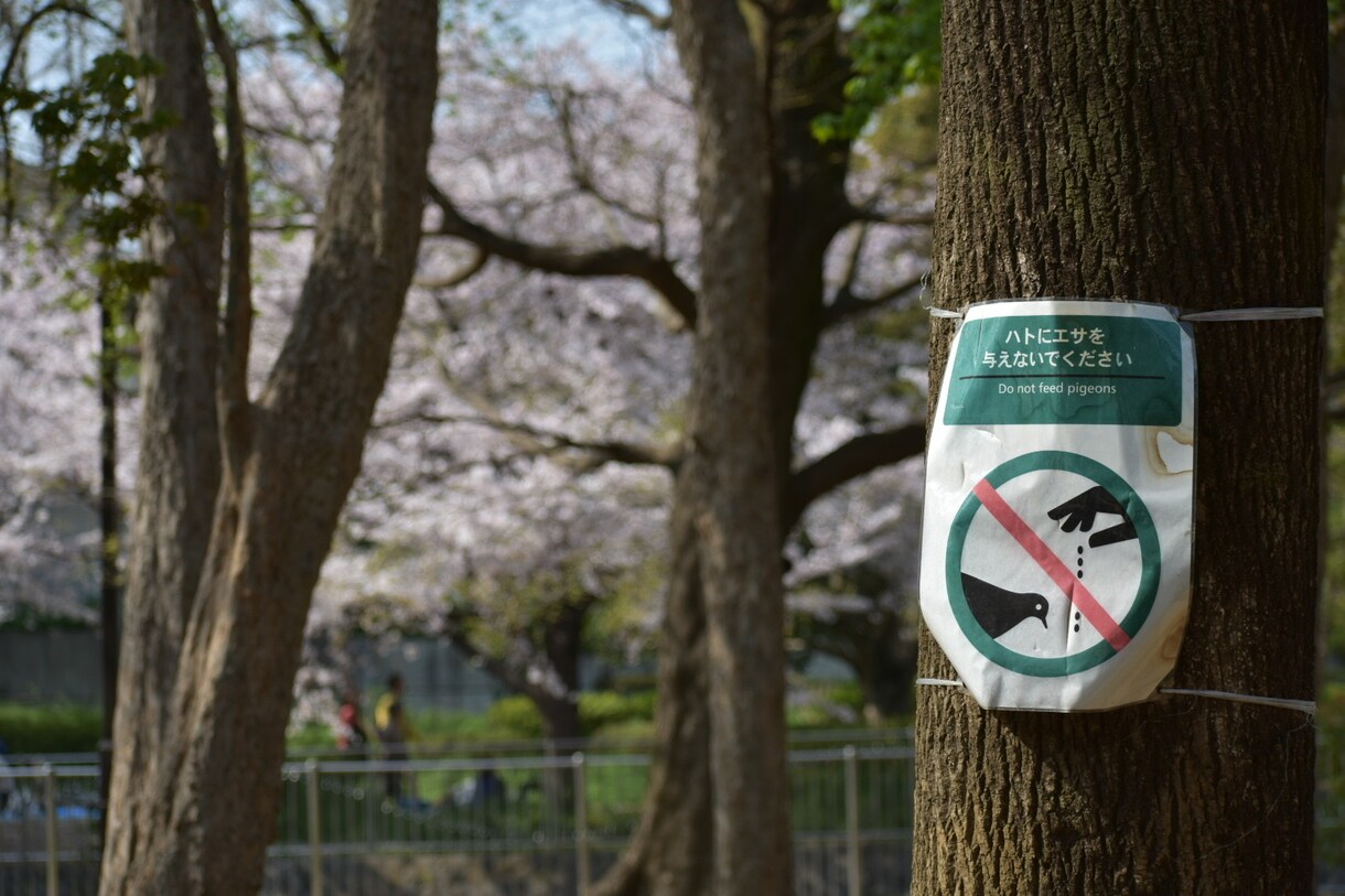 期間限定！東京近郊の写真を撮りに行きます 高画質な写真がほしいけど…という方へ イメージ3