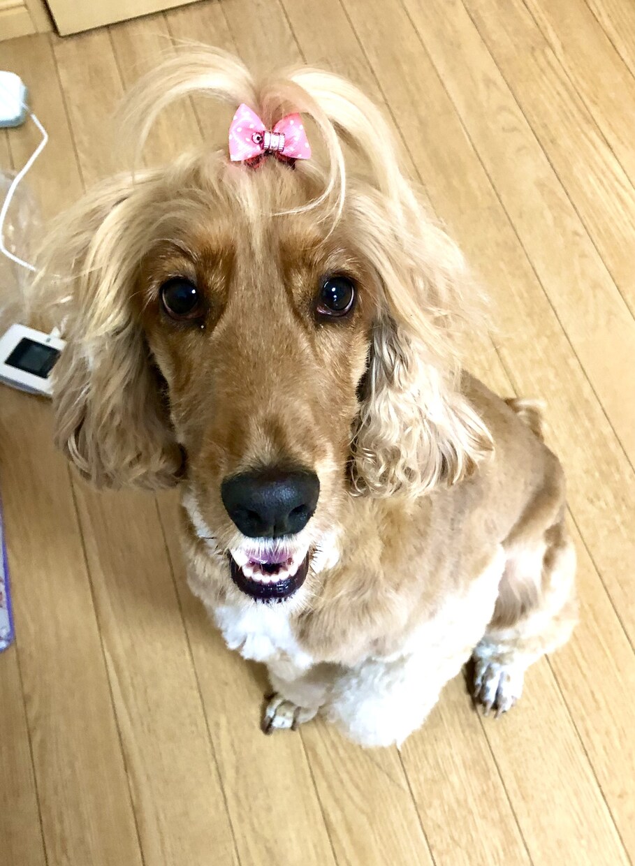 ペットモデル自撮り提供いたします イングリッシュコッカースパニエル３歳の写真を提供いたします。 イメージ3