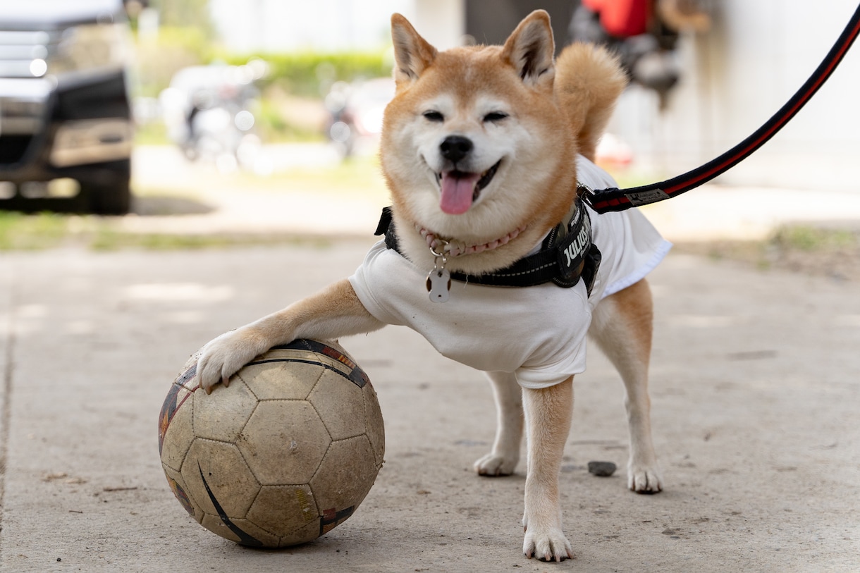 愛犬写真撮影のコツ、撮影機材のご相談を承ります 高性能なカメラでいつまでも笑顔になれる写真づくりのお手伝い イメージ4