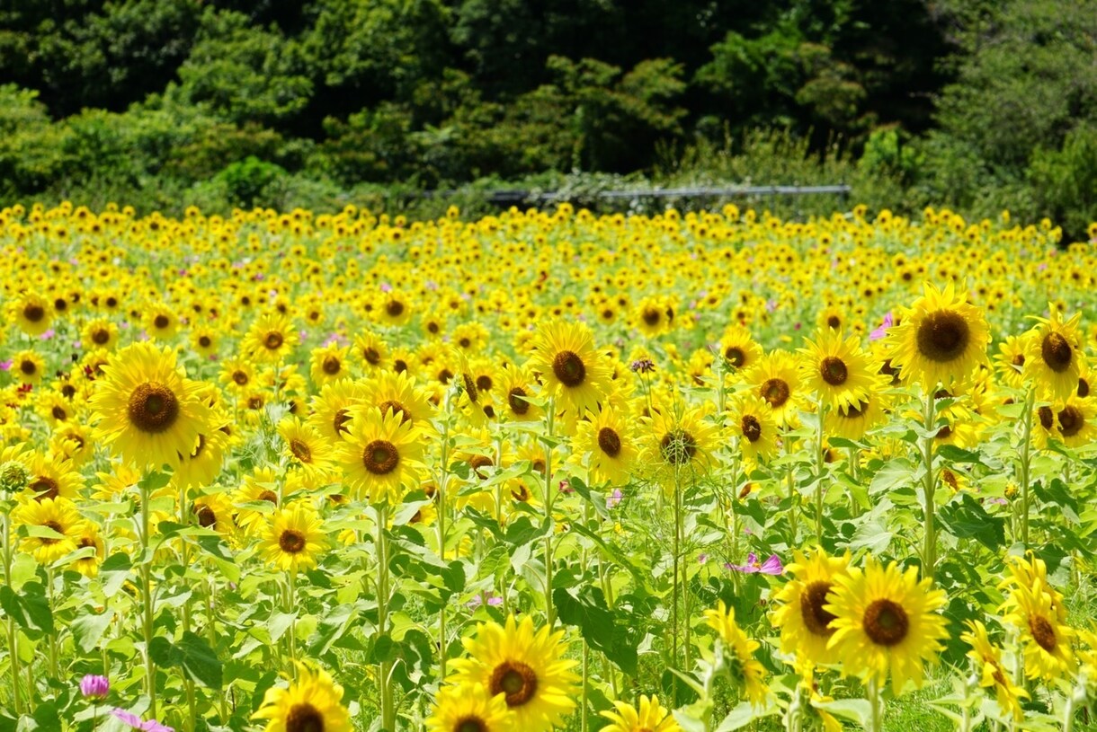 和歌山県の旅行のプランニング致します 和歌山県産まれ、育ちの22歳が1人1人のご要望にお応えします イメージ5