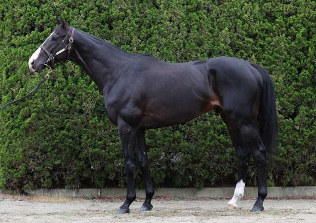予想不要!買い目1点!競馬を投資として行えます 完全オリジナルの競馬投資ロジック