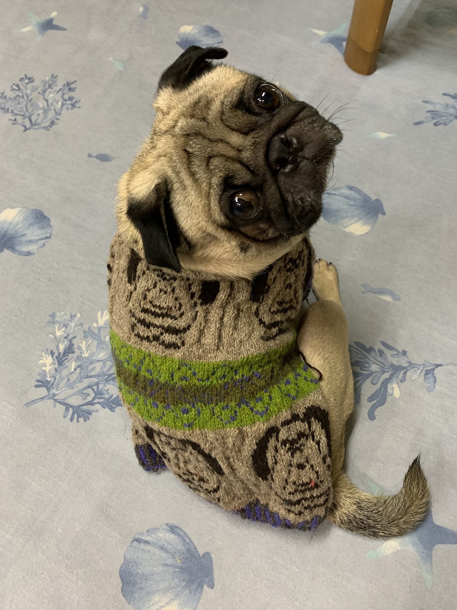 パグ、フレンチブルドッグ専用セーター - 犬用品
