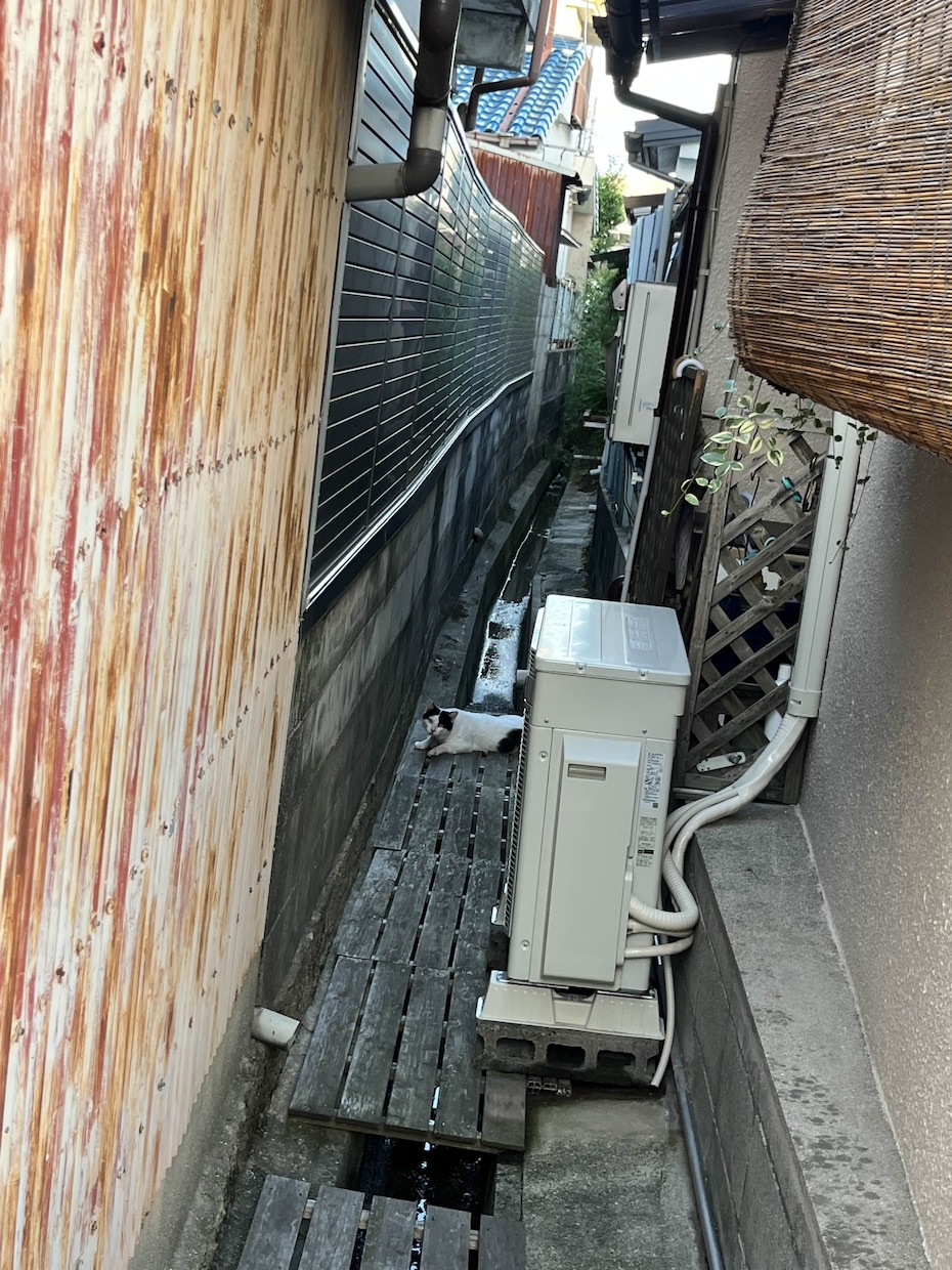 猫探偵のプロが迷子猫・脱走猫の相談に乗ります 捜索100件+の現場から、今どこをどう探すかをお伝えします イメージ2
