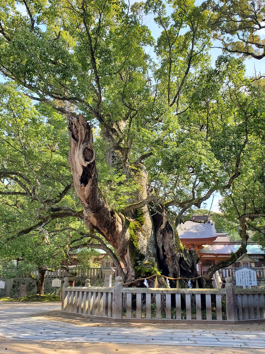 お相手のお気持ちを視ます 守護神様、龍神様と、霊感(たまにタロット)で鑑定いたします イメージ1
