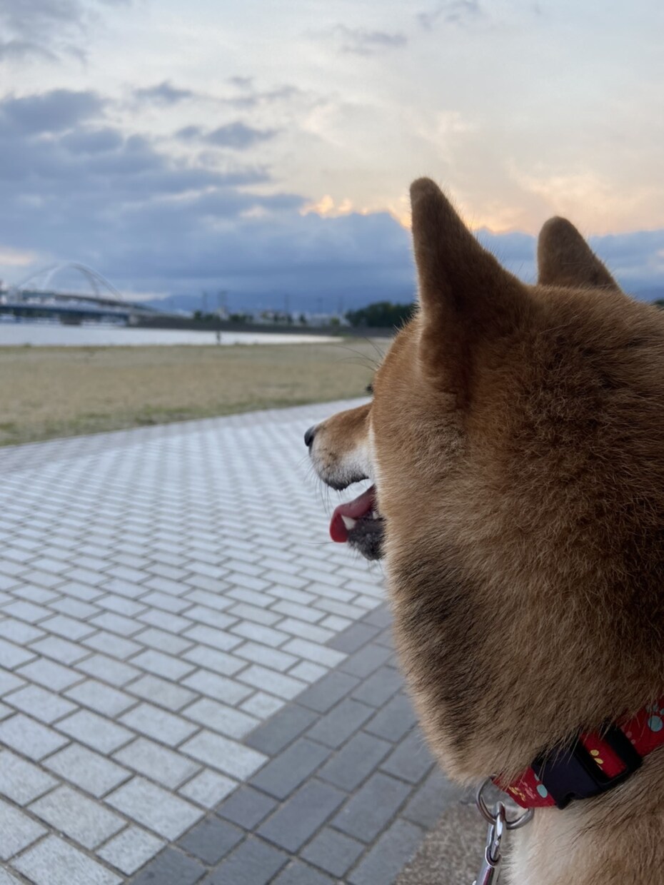 ペットの困りごとしつけなど小さなことまで相談します 動物専門学生、資格保有者が真剣に誰でも出来る方法を教えます イメージ4