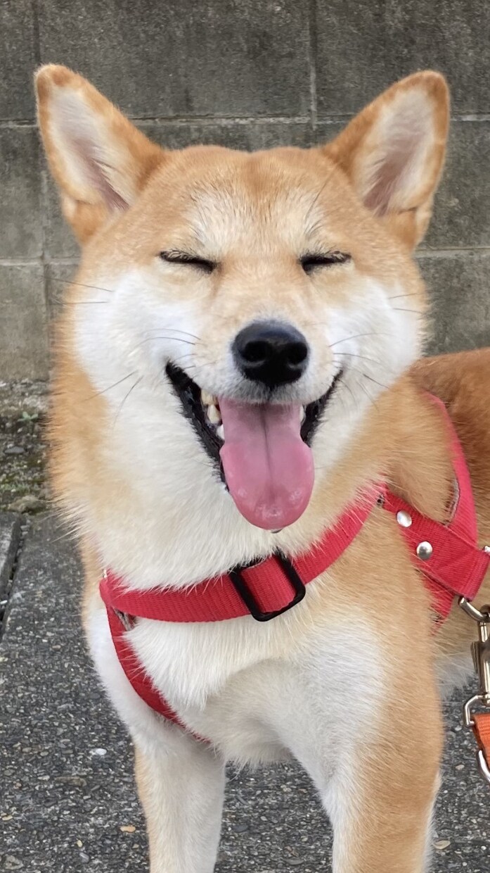 犬の飼い主同士の会話をします 飼い主同士の悩み事や面白い出来事について沢山お話し！ イメージ1