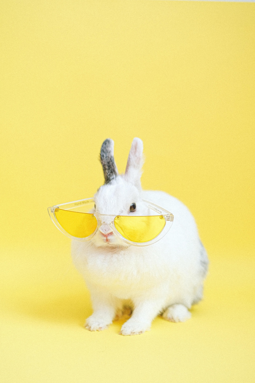 動物さんのお気持ちをお訊きします 動物さんとの愛の繋がりをさらに深めるお手伝いをします。 イメージ1