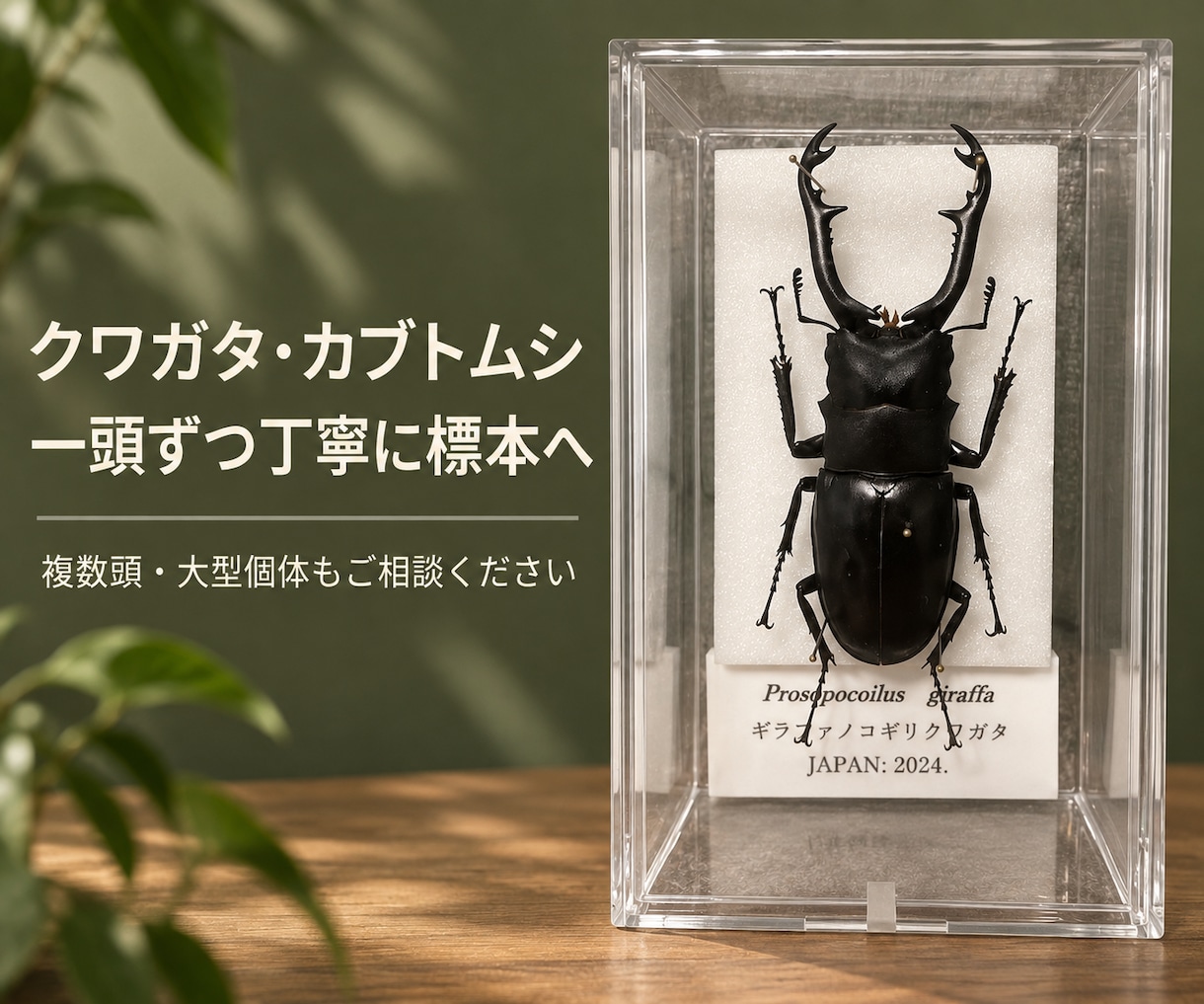 クワガタ・カブトムシの標本を製作します 一頭から複数頭まで、個体に合わせて仕上げます イメージ1