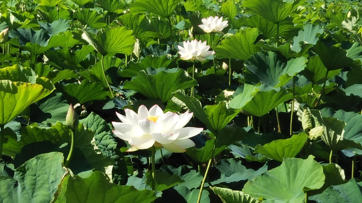 御先祖様を味方につける御供養致します ☆家系のマイナス影響（カルマ）を浄化致します。 イメージ2