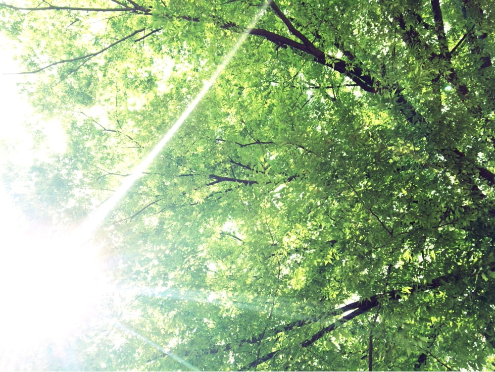 風景写真の素材を提供します 爽やかな自然など…ご要望があれば相談下さい！ イメージ1