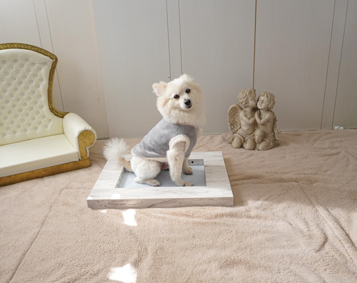 可愛いペット専用グッズをデザインします あなたの愛犬・愛猫の為だけのグッズのデザインイメージ製作 イメージ5