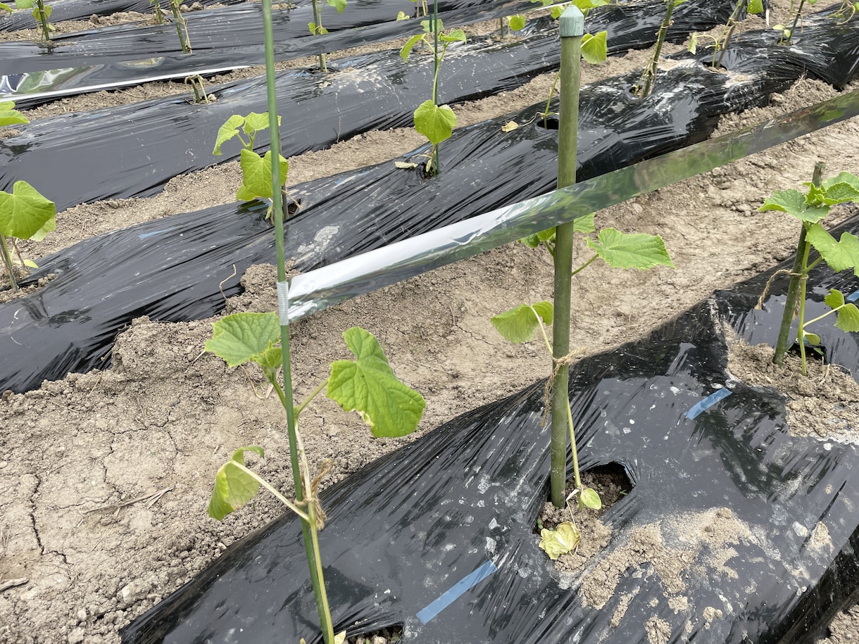 無農薬野菜と栽培風景の写真を提供します インスタなどSNS用など用途多数！！ イメージ3