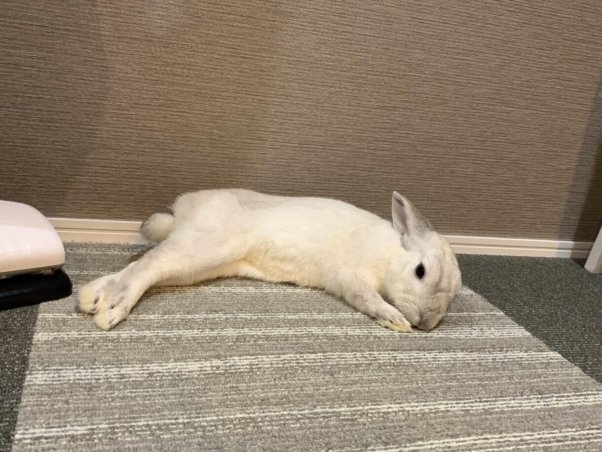 うさぎの飼い方教えます 意外と大変なうさぎの飼育方法やエサについてなどご相談ください イメージ1