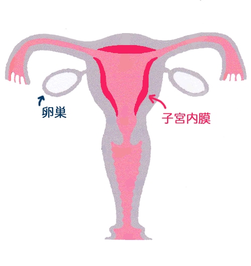誰かに話したい、聞いてほしい…生理のお悩み伺います 手術歴3回、数々の婦人病で悩んだ整体師に話してみませんか イメージ3